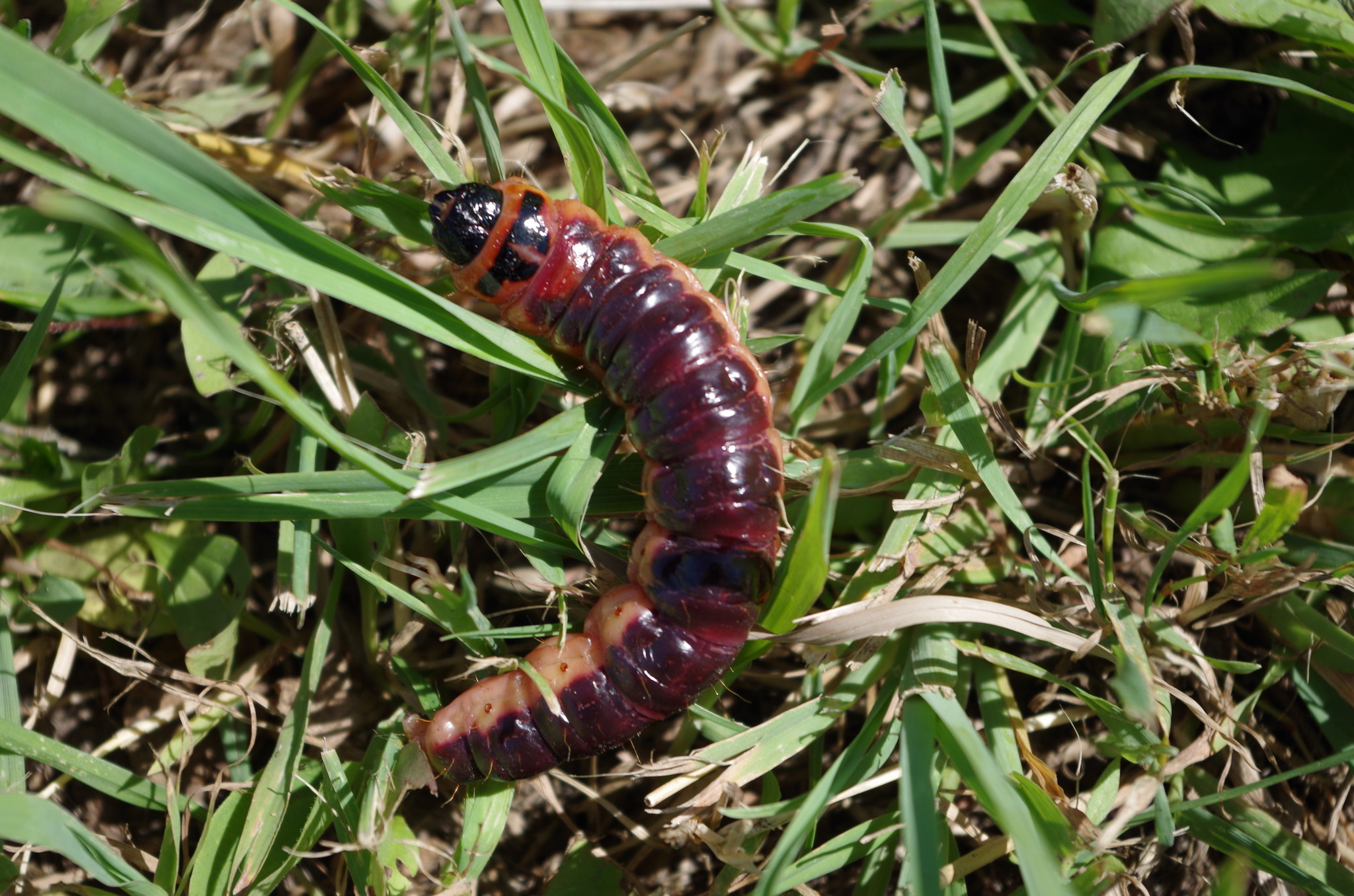 Гусеница древоточца пахучего (Cossus cossus)
