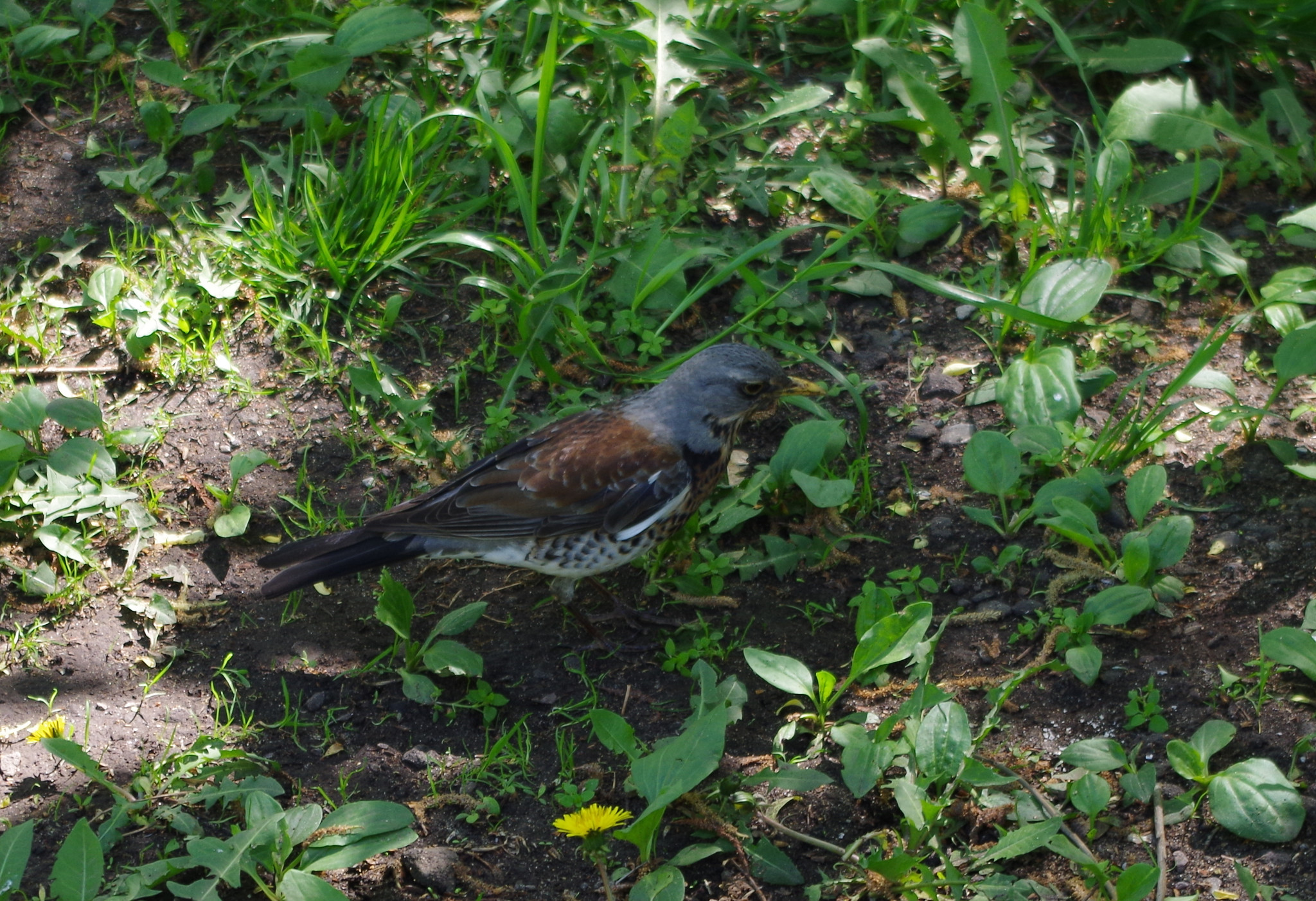 Дрозд рябинник (Turdus pilaris)