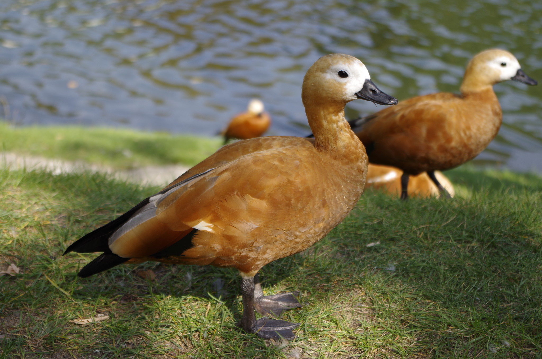 Огарь, или красная утка (Tadorna ferruginea)