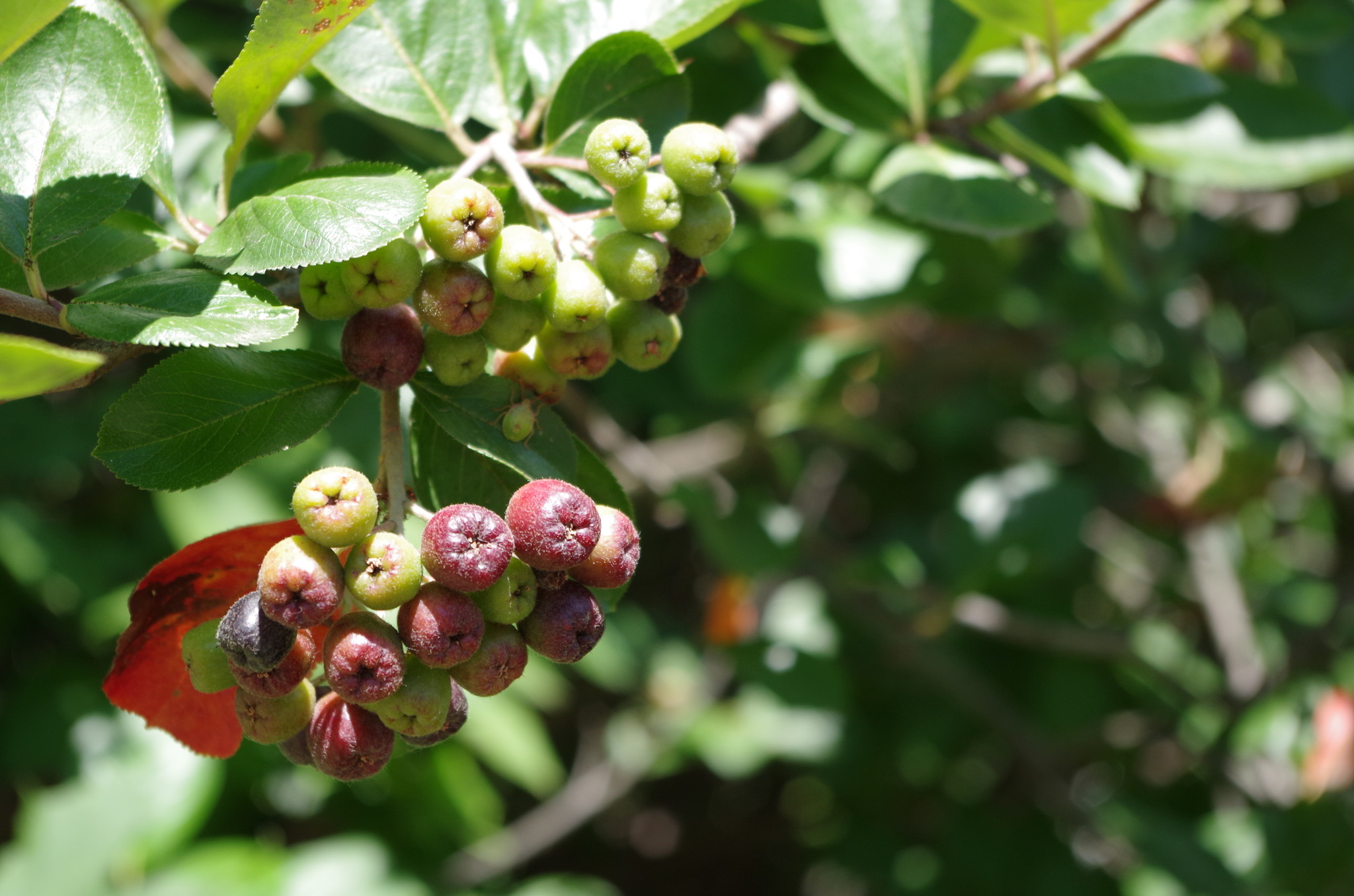 Черноплодная рябина (Aronia melanocarpa)