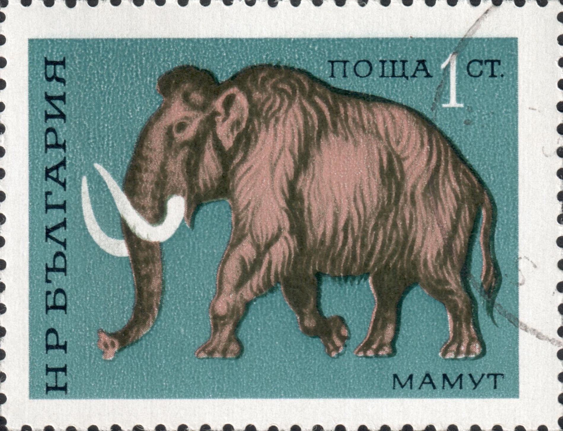 Мамонт (Mammuthus)