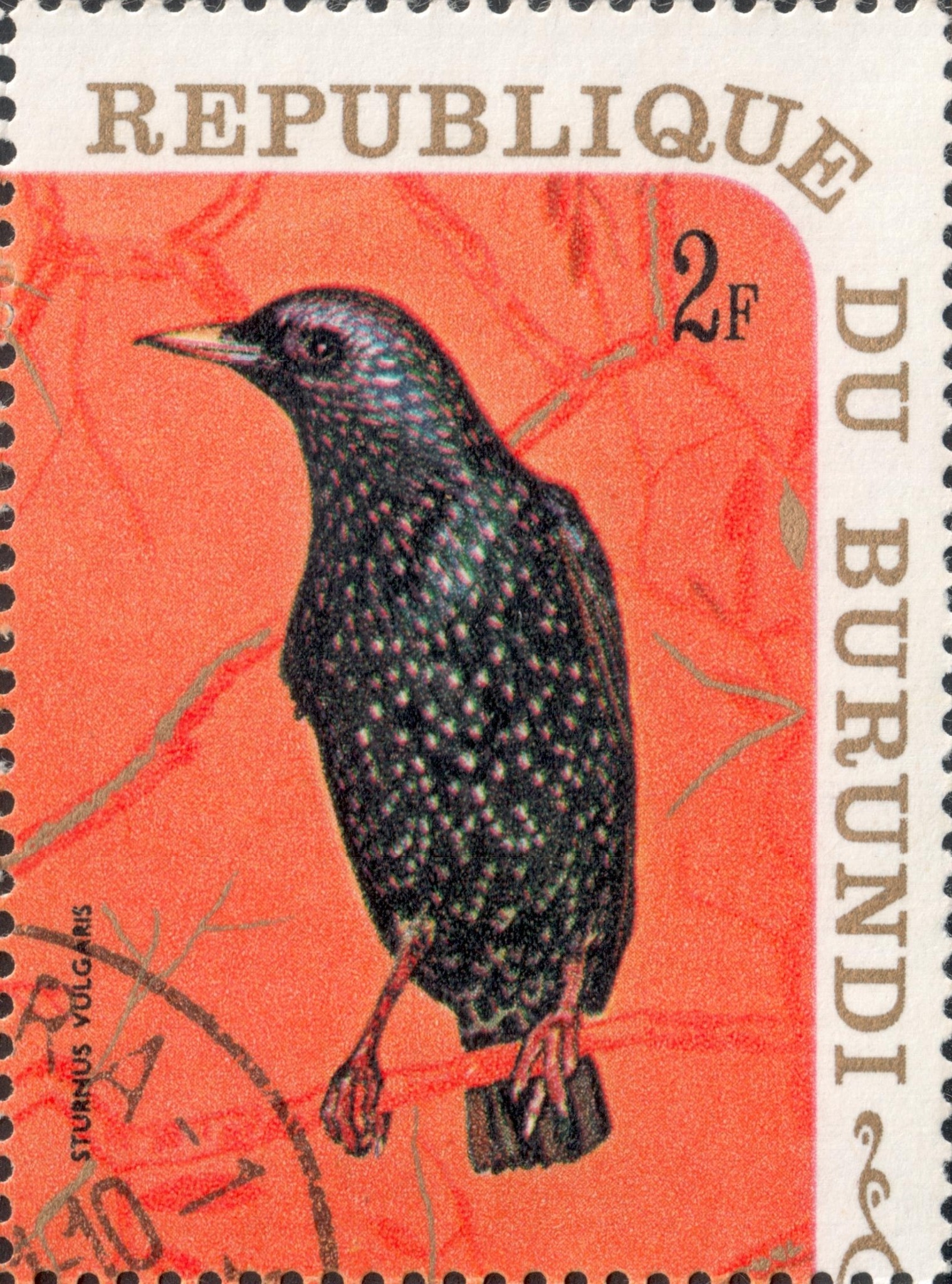 Обыкновенный скворец (Sturnus vulgaris)