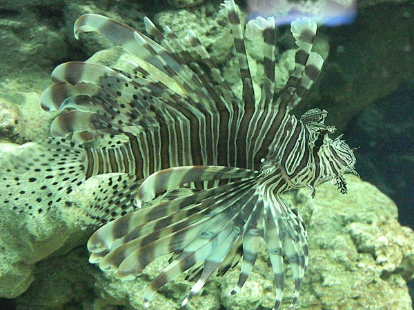 Крылатка (Pterois)