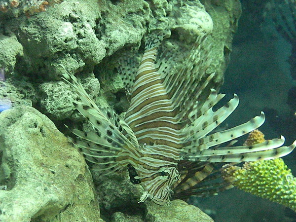 Крылатка (Pterois)