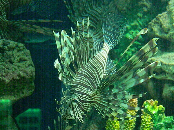 Крылатка (Pterois)
