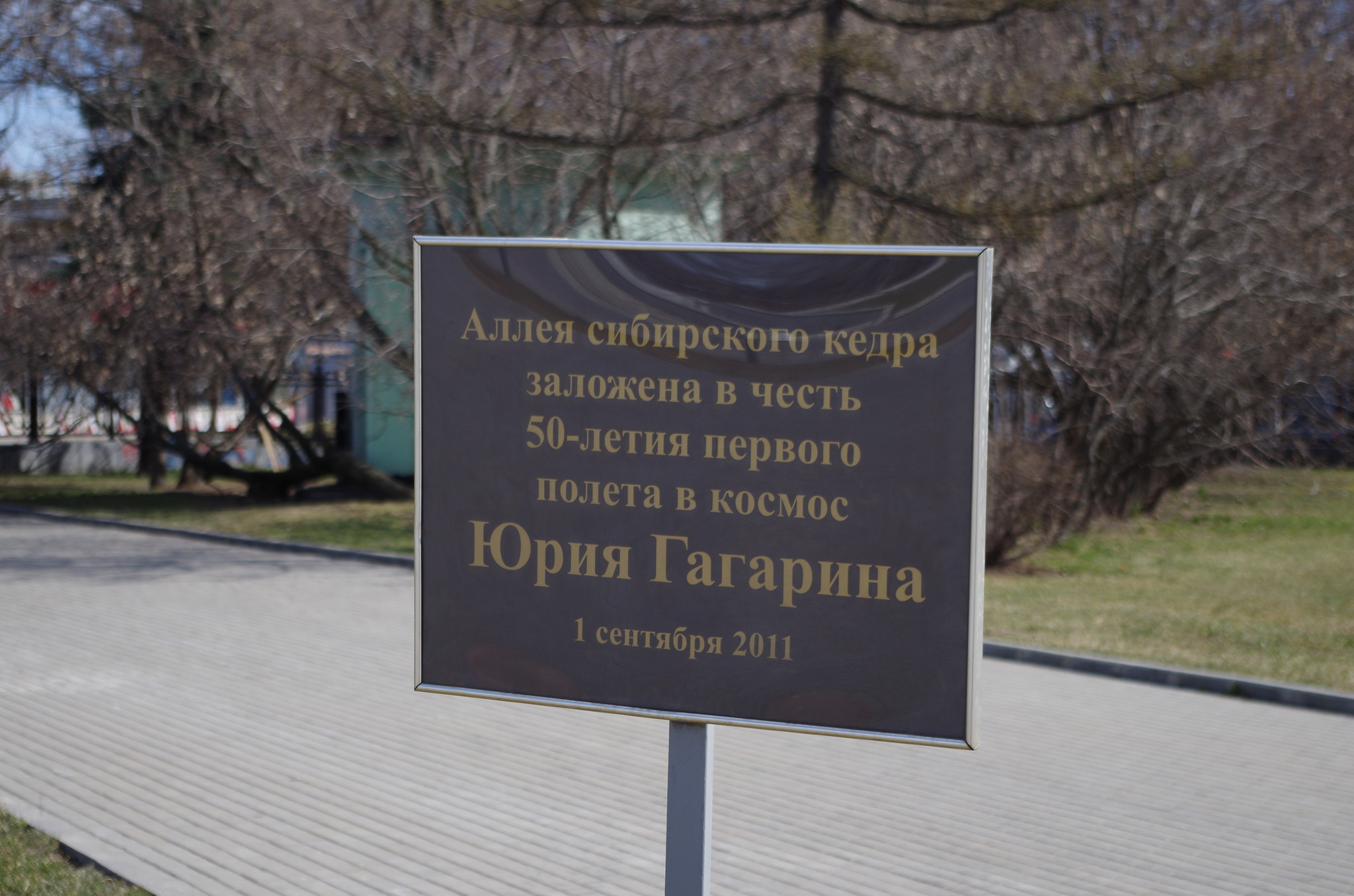 Аллея сибирского кедра в честь 50-летия полёта в космос Юрия Гагарина