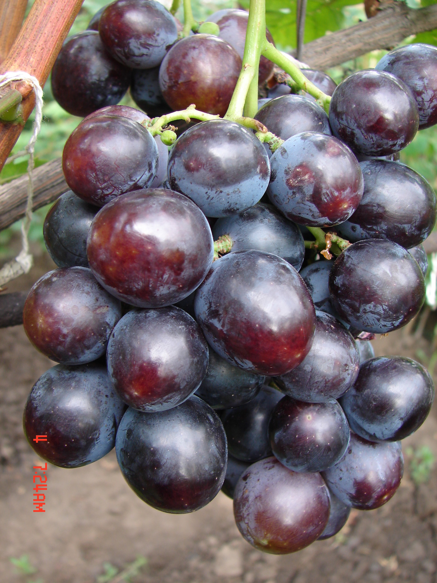 Сорта винограда Карпушева Андрея