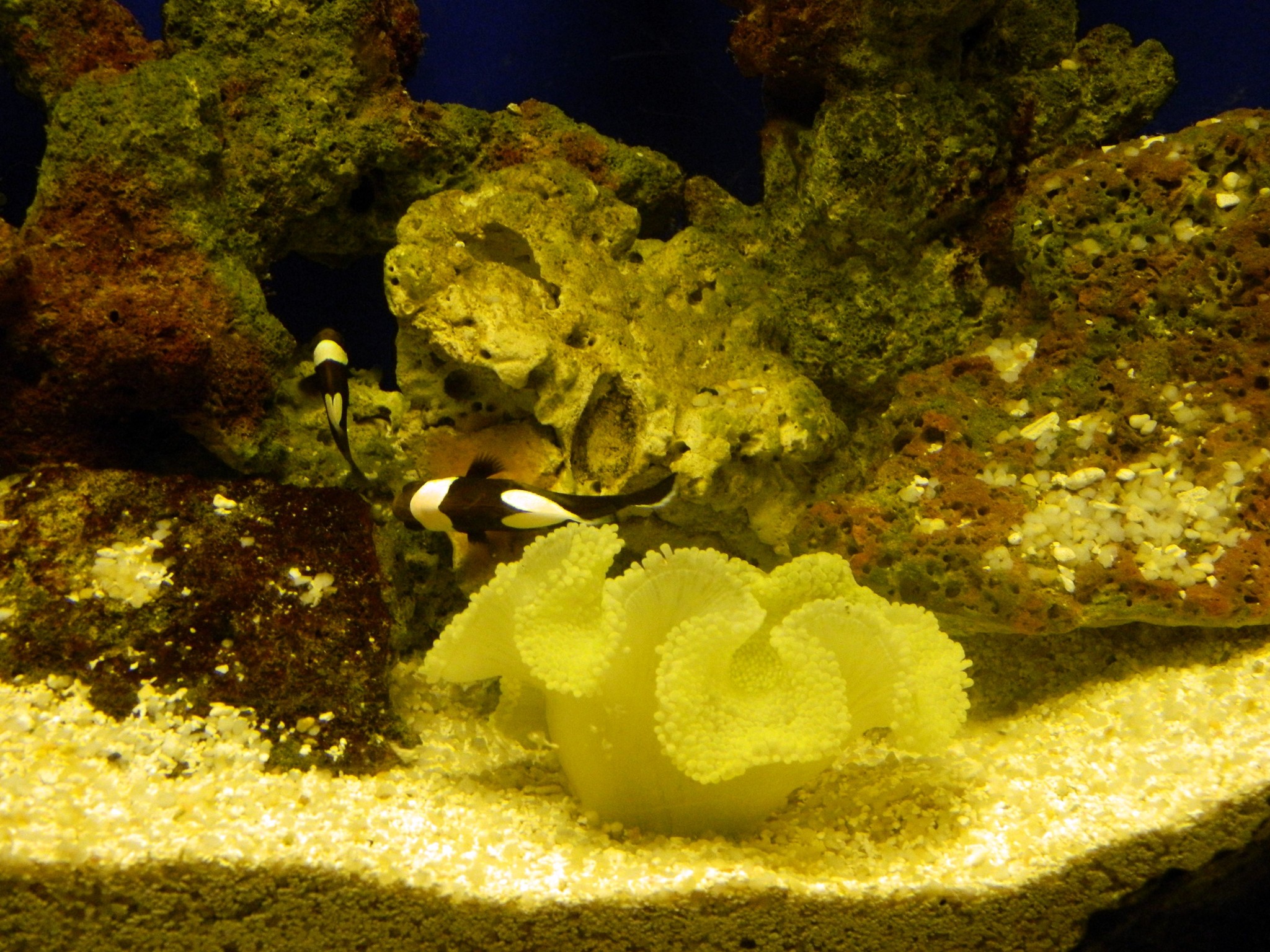 http://content.foto.my.mail.ru/mail/kosta999/aqua/h-2933.jpg