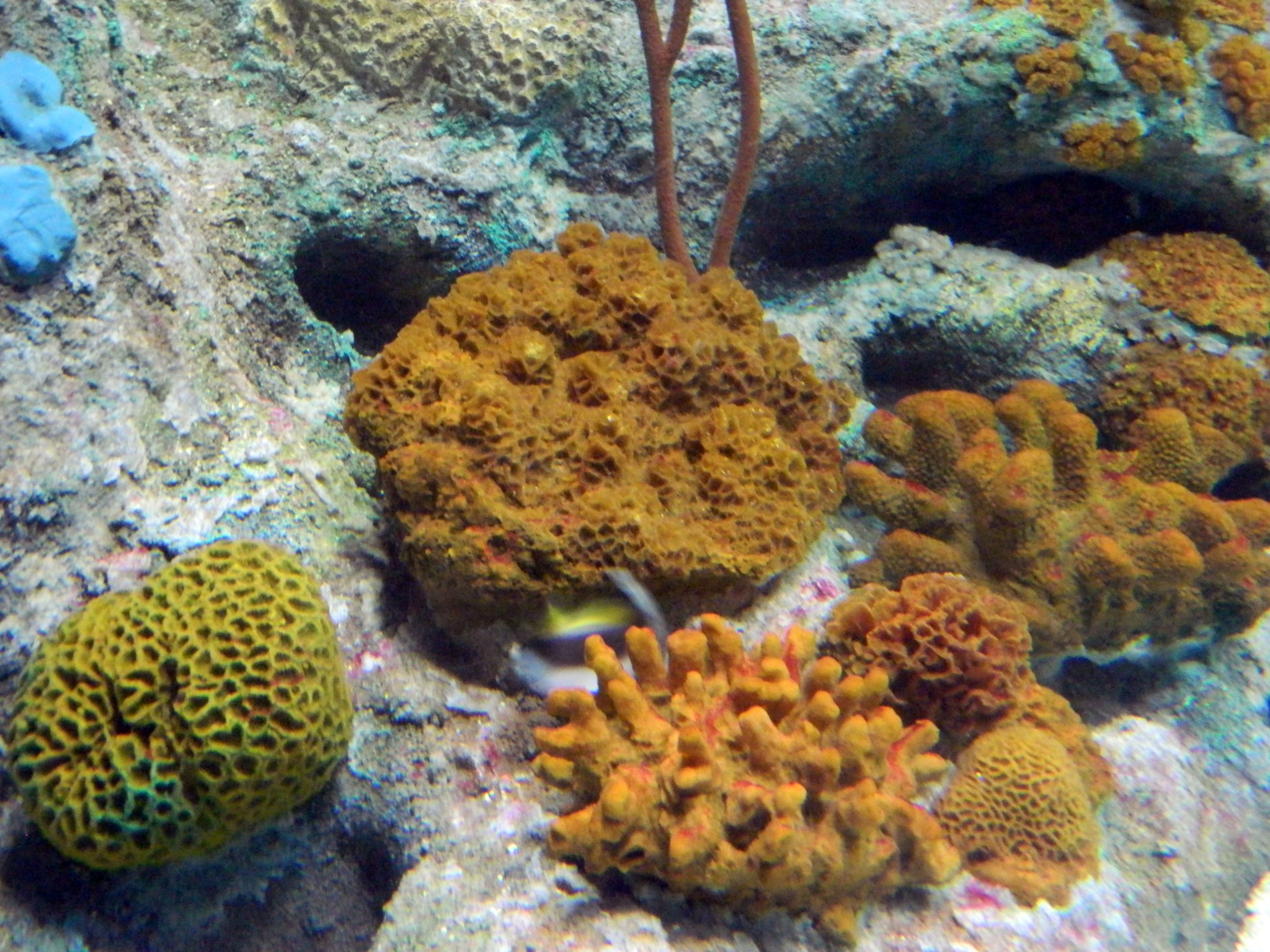 http://content.foto.my.mail.ru/mail/kosta999/aqua/h-2936.jpg