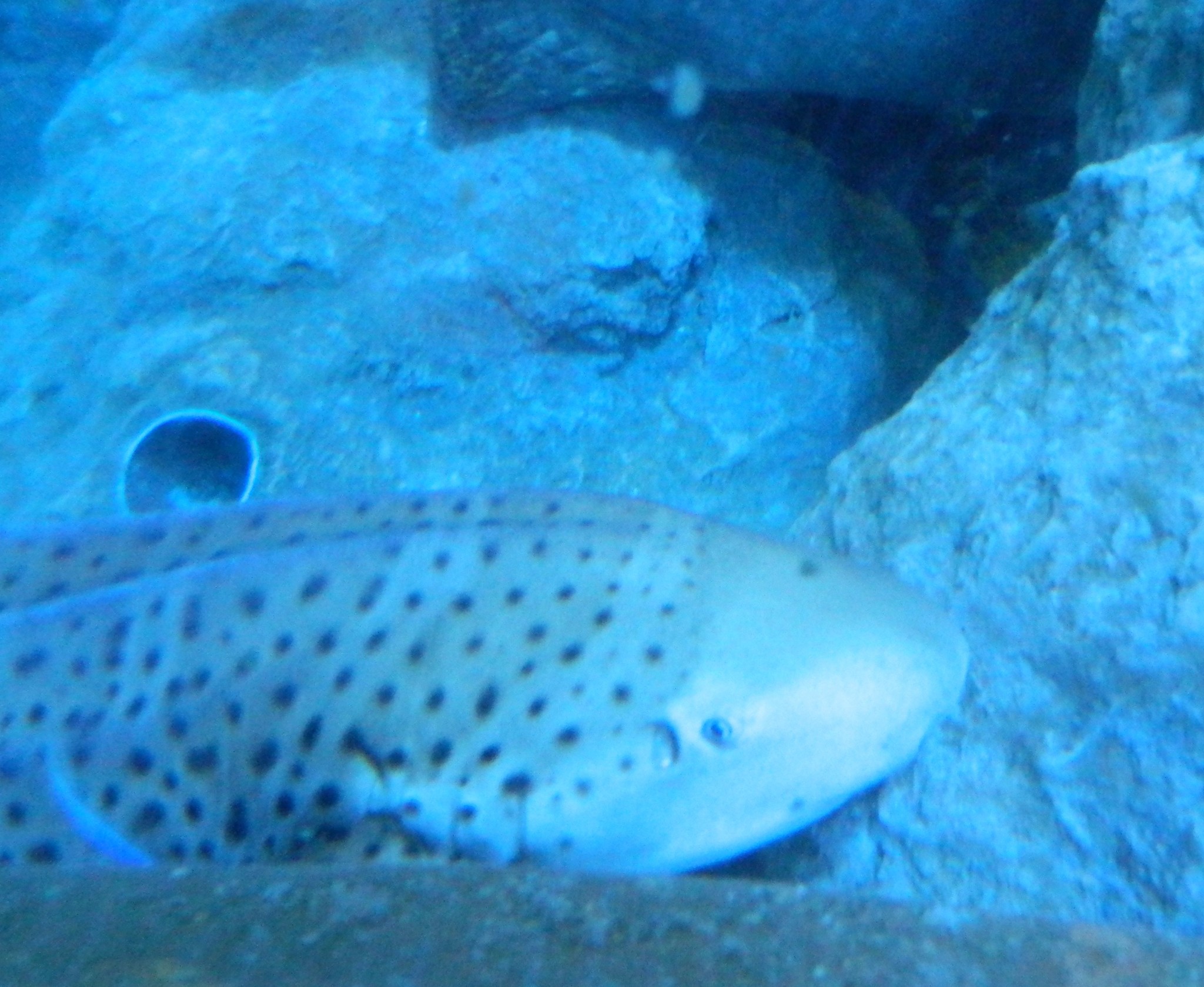 http://content.foto.my.mail.ru/mail/kosta999/aqua/h-2940.jpg