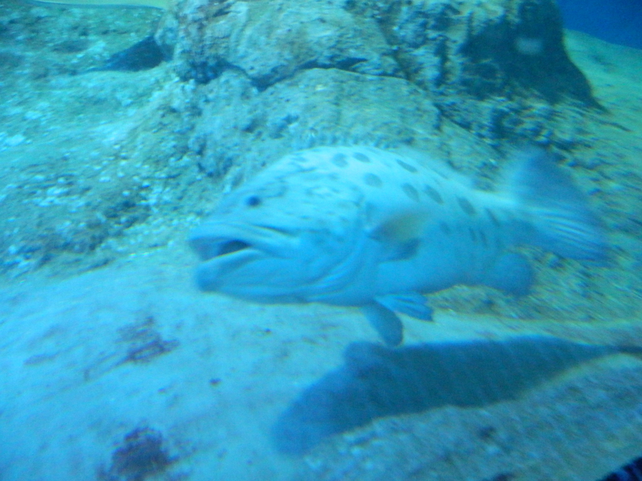 http://content.foto.my.mail.ru/mail/kosta999/aqua/h-2941.jpg