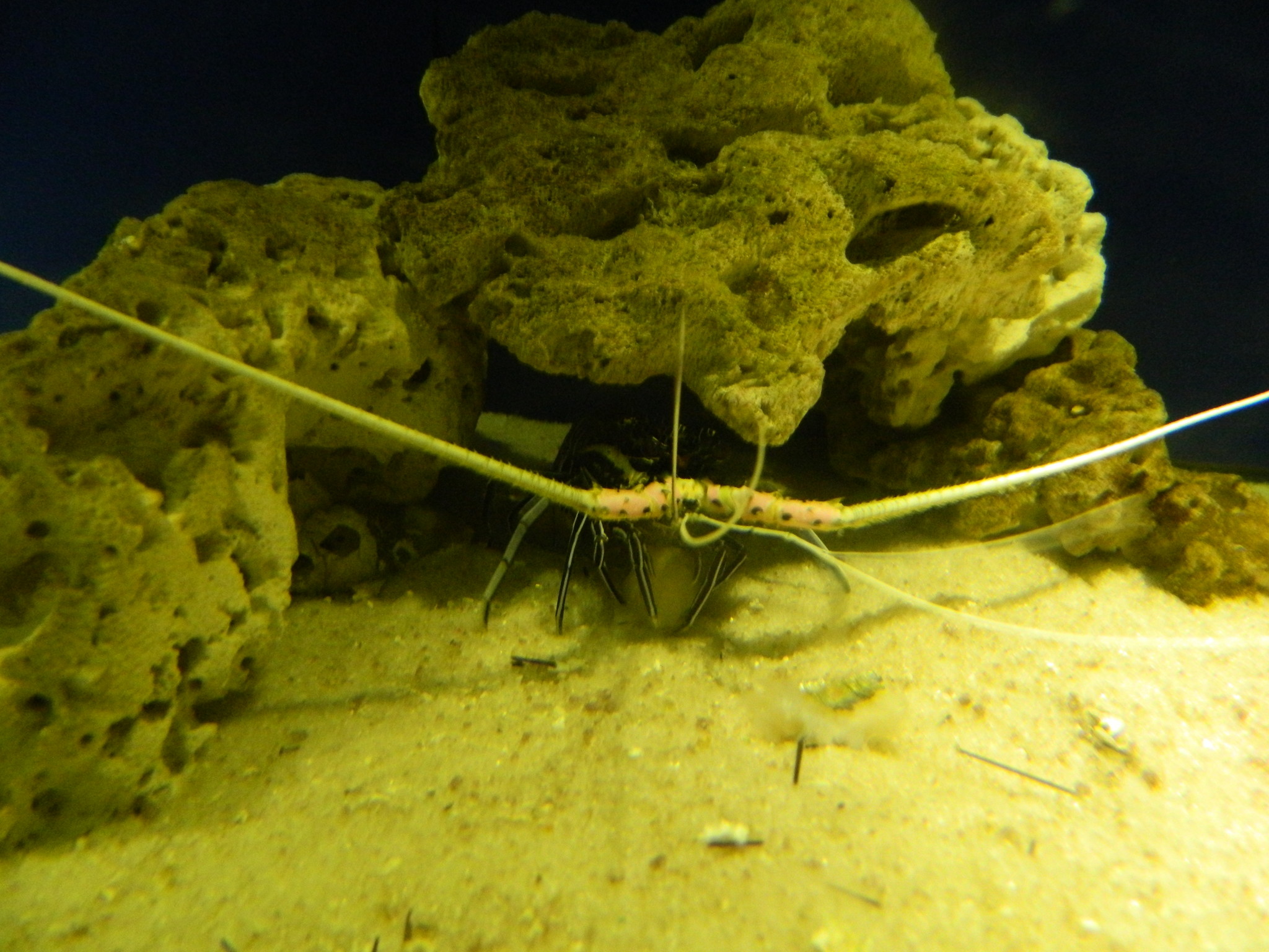 http://content.foto.my.mail.ru/mail/kosta999/aqua/h-2947.jpg