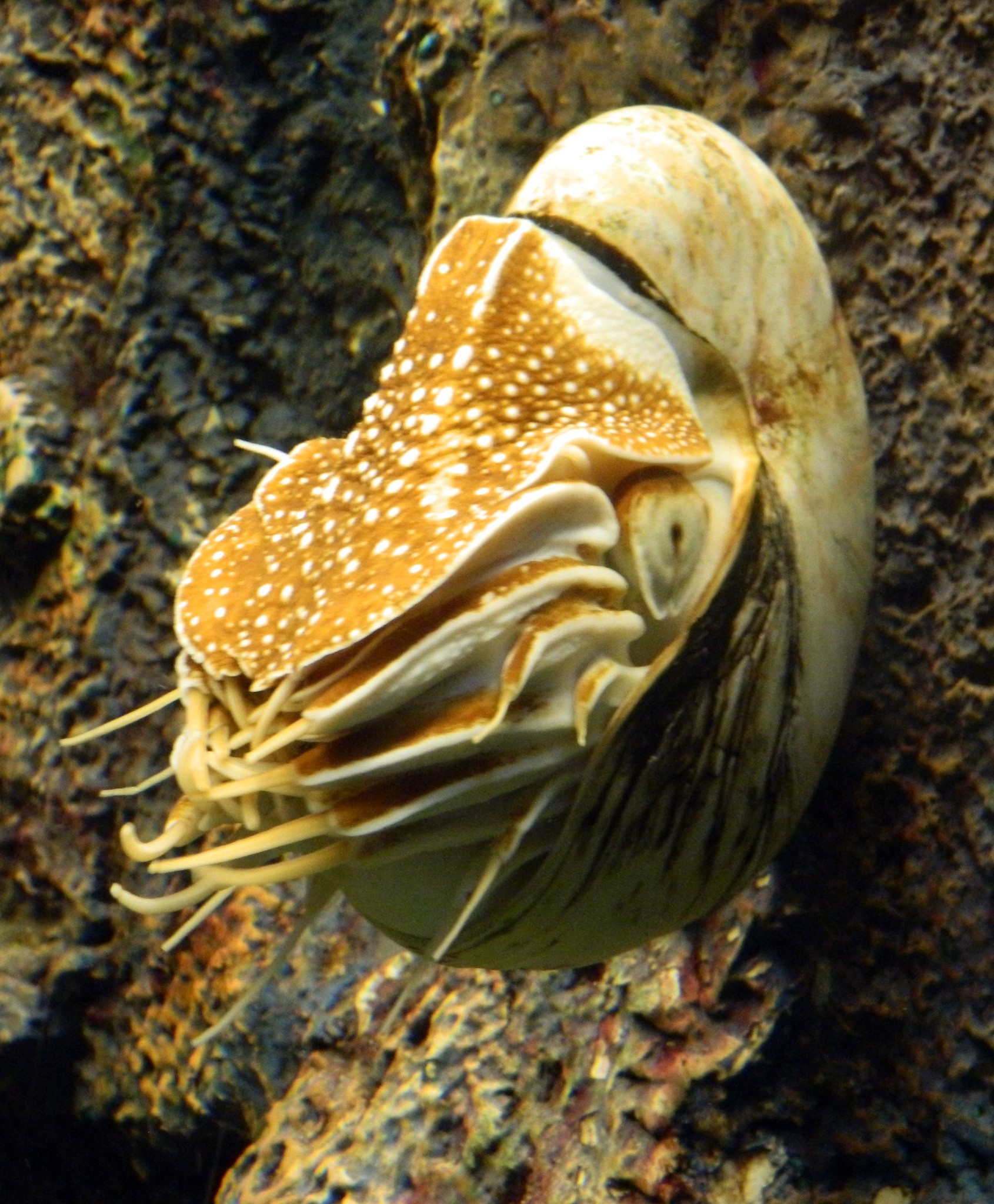 http://content.foto.my.mail.ru/mail/kosta999/aqua/h-2949.jpg