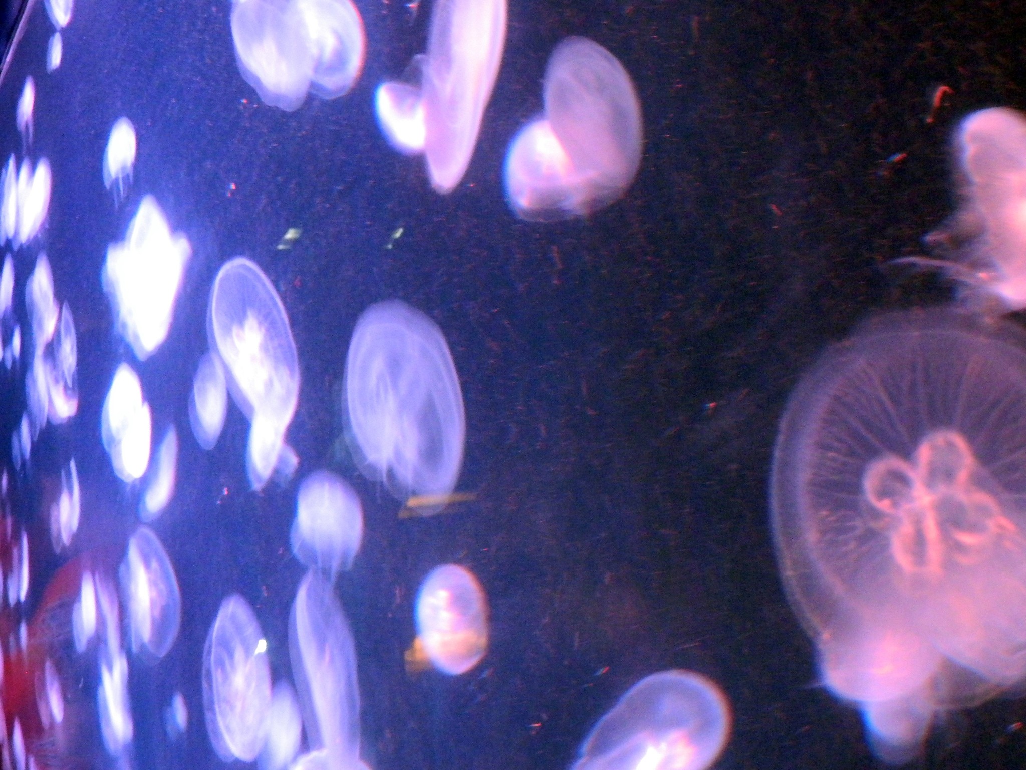 http://content.foto.my.mail.ru/mail/kosta999/aqua/h-2951.jpg