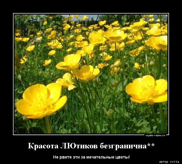 http://content.foto.my.mail.ru/mail/lyudmilashapase/_blogs/i-20062.jpg