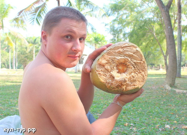 гигантский кокос