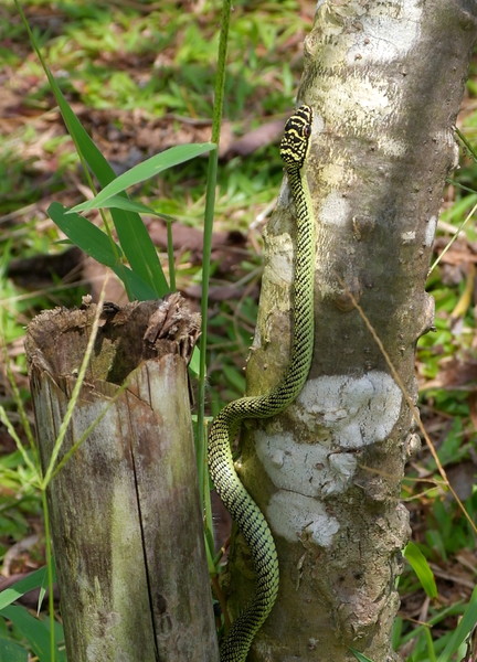 древесная змея в тайланде