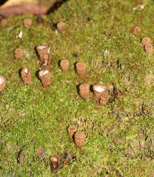 странные грибы