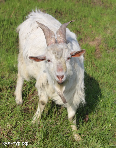 коза