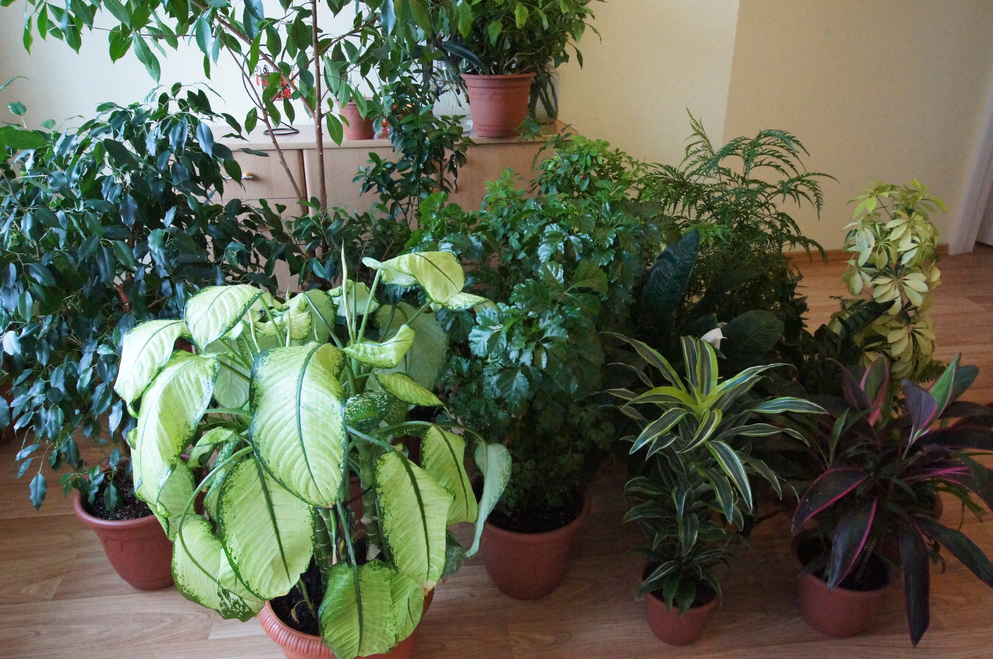 Декоративно лиственные растения для балкона
