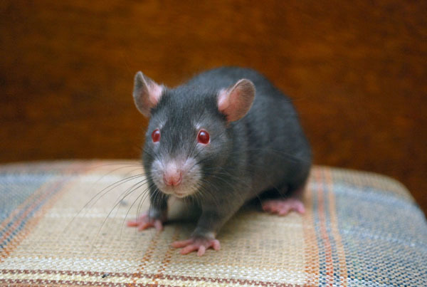 Определение окрасов и разновидностей крыс
