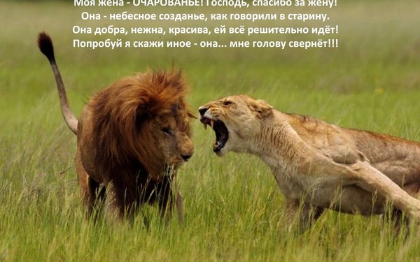 Фото цитаты львы Фото цитаты львы