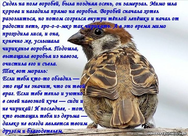Тост про воробья и коровью лепешку Тост про воробья и коровью лепешку