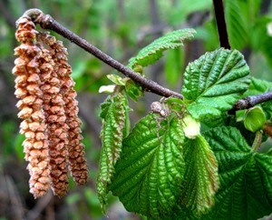 Картинки липа весной Картинки липа весной
