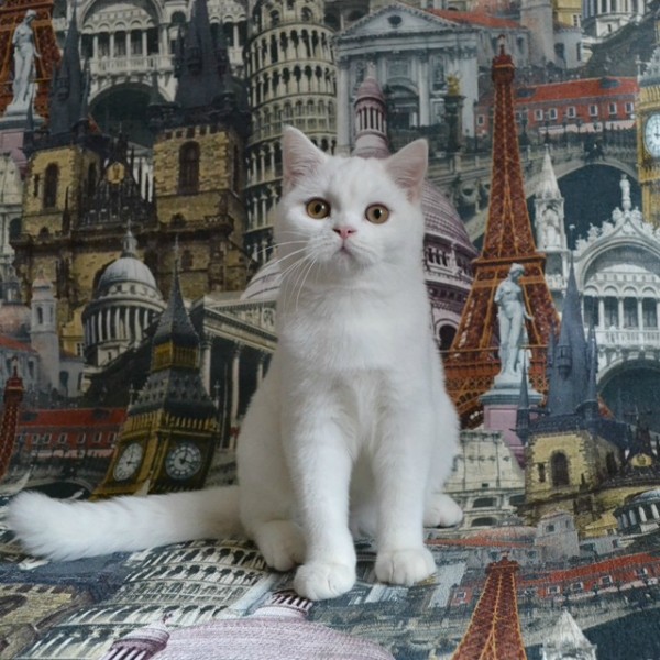 Где Купить Кота В Москве