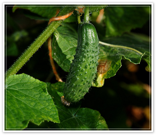 Огурец посевной. Cucumis огурец. Cucumis sativus l. огурец посевной. Огурец Cucimis Sstivus l засолочный рс1. Огурец Cucumis humifructus.