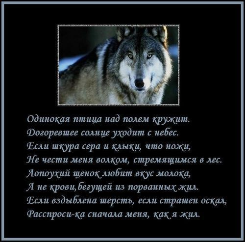 Стихотворение про волка. Одинокий волк стихи. Стихи про Волков одиночек. Волк одиночка стихи. История Волков.