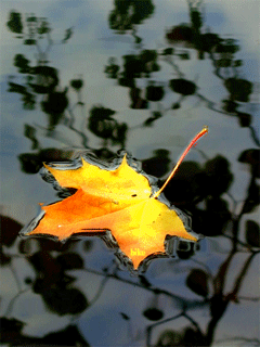Падающие листья в воду. Падающие листья. Падающие кленовые листья на воду. Листья падают на воду. Осенние листья на воде.