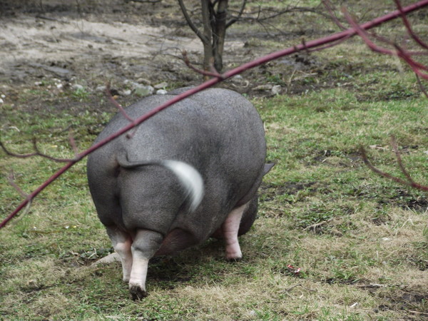 Фото жопы свиньи
