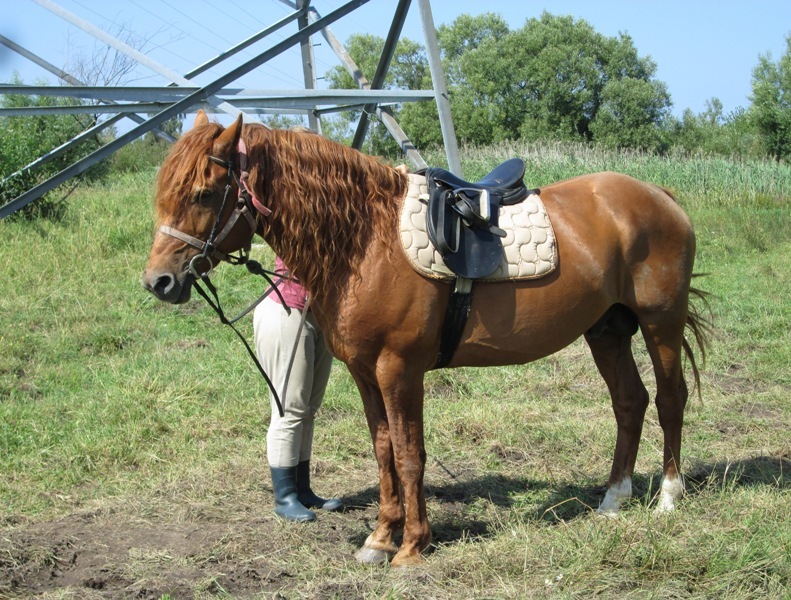 h-2327.jpg
