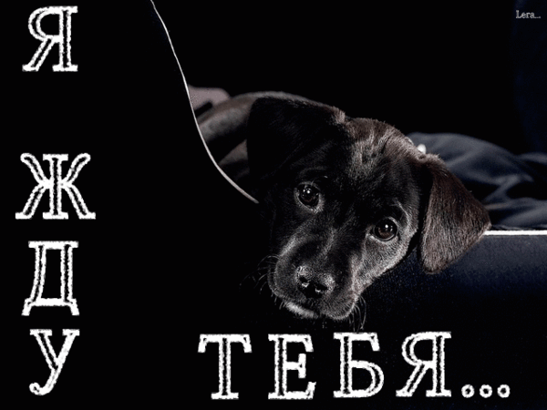 Гиф ты где