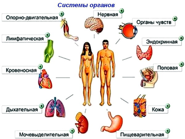 Ответить на вопросы приведи примеры органов человека
