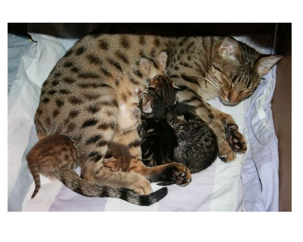 Кошка и котята после родов. Новорожденные бенгалы. Новорожденные бенгальские котята. Новорожденные котята. Новорожденные котята бенгалы.