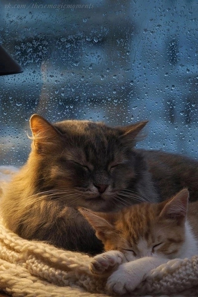 Слушать теплые коты