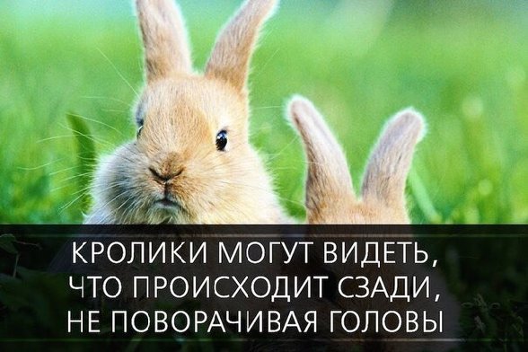 https://content.foto.my.mail.ru/community/feed_brain/_groupsphoto/h-48386.jpg