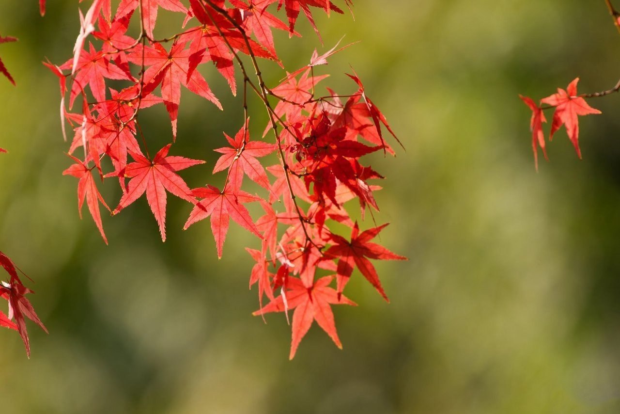 Лист китай. Японский остролистный клен. Клен японский Acer japonicum. Клен пальмолистный Бени Майко. Клен японский красный.