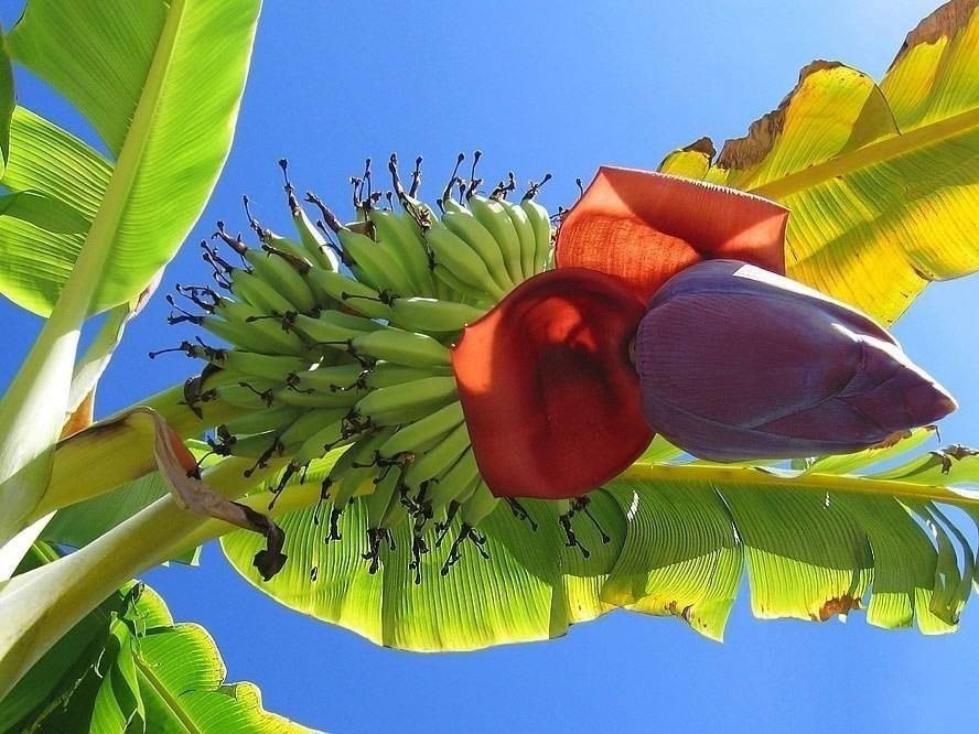 Как цветет банан. Банановая Пальма цветение. Цветение бананового дерева. Цветение банановой пальмы. Банановая Пальма дерево.