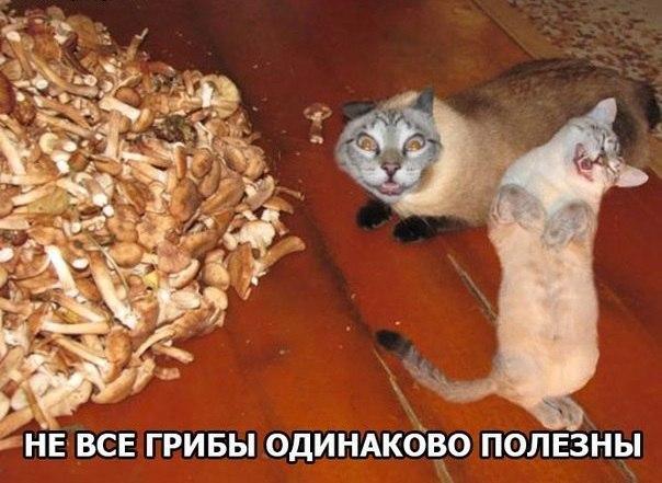 https://content.foto.my.mail.ru/community/laugh_humor/_groupsphoto/h-1086.jpg