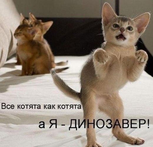 https://content.foto.my.mail.ru/community/laugh_humor/_groupsphoto/h-4013.jpg