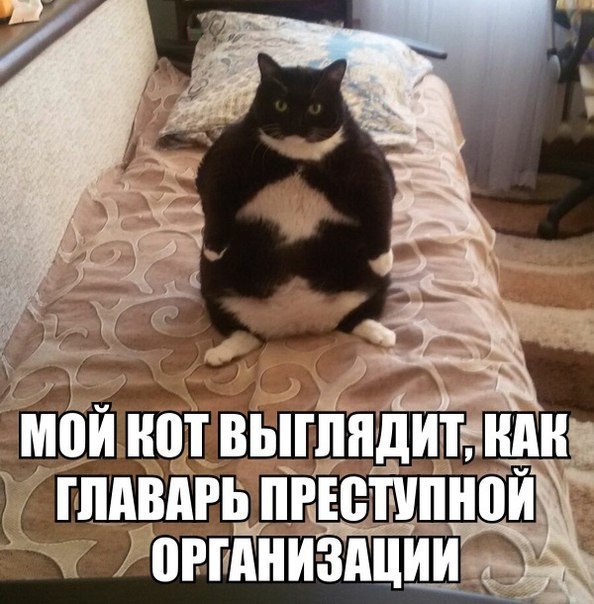 https://content.foto.my.mail.ru/community/laugh_humor/_groupsphoto/h-6679.jpg