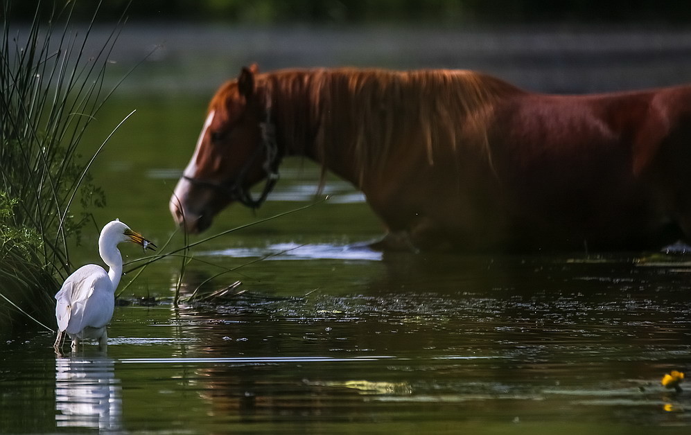 https://content.foto.my.mail.ru/community/naturephoto1/_groupsphoto/h-1780.jpg