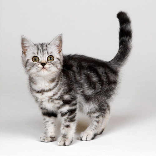 dark gray tabby Tabby cat pictures, Grey tabby cats, Cat breeds