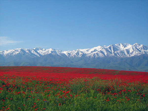 Маковые поля в Алатау Казахстана фотографии