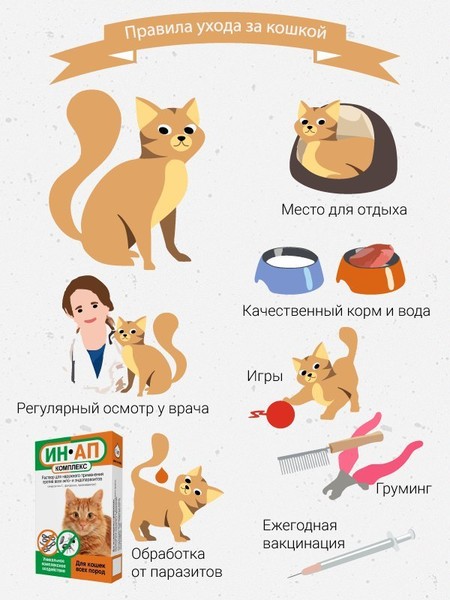 Уход за кошкой