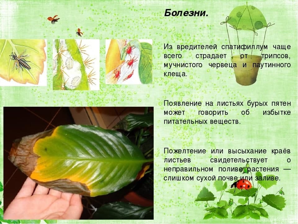 Объясните почему растение во 2 стакане завяло. Спатифиллум хлороз. Болезнь спатифиллум цветка. Спатифиллум пожелтение листьев. Болезни на листьях у спатифиллума.
