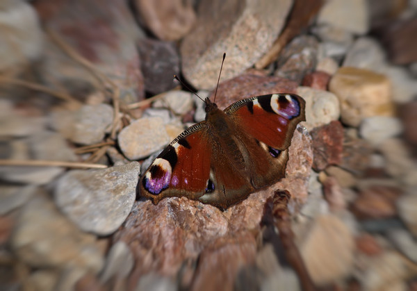 Inachis io